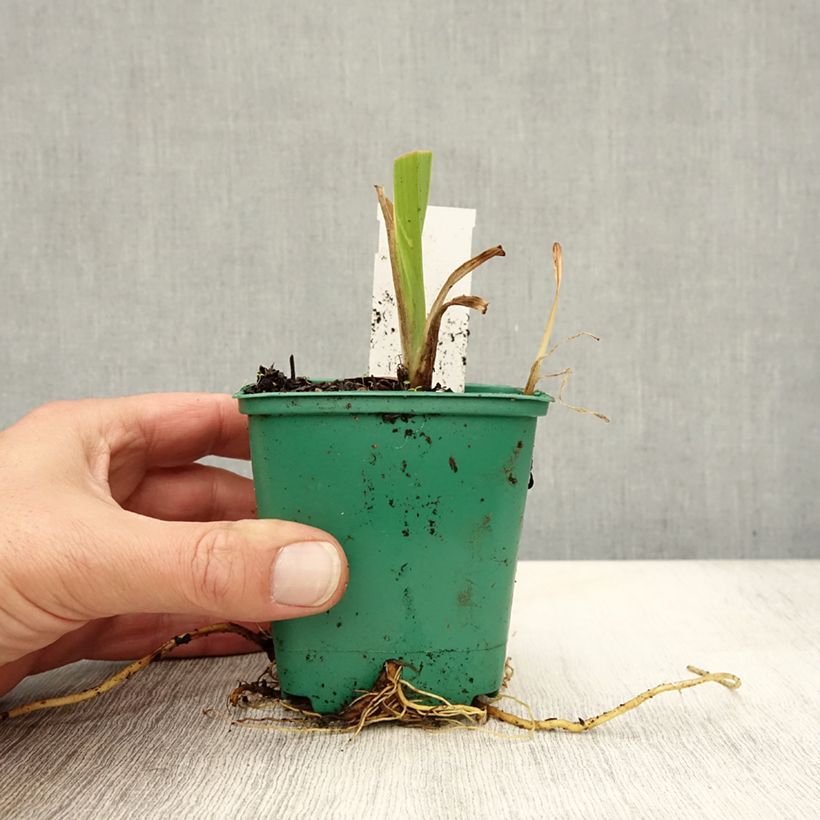Esemplare di Hemerocallis fulva - Giglio di San Giuseppe Vasetto da 8/9 cm come consegnato in autunno