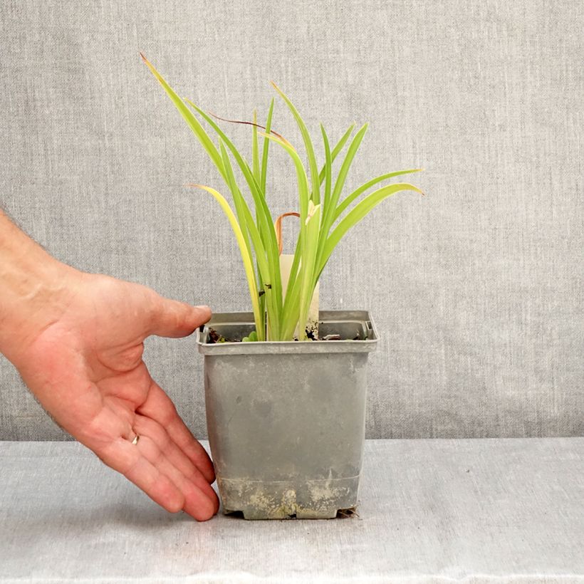 Esemplare di Hemerocallis Graces of Ganymede - Emerocallide Vaso da 1L/1,5L consegnato in estate