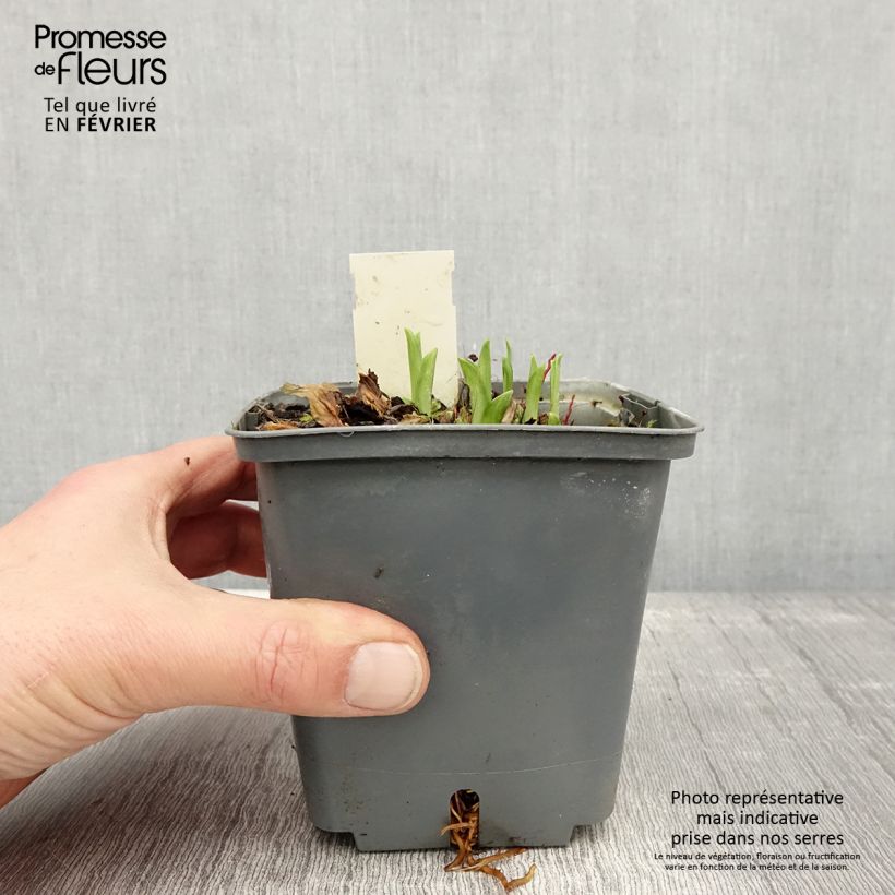 Hemerocallis Graces of Ganymede - Emerocallide Vaso da 1L/1,5L esemplare consegnato in inverno