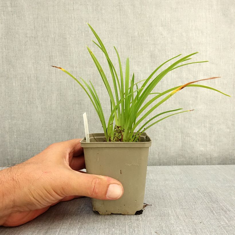 Esemplare di Hemerocallis Grape Velvet - Emerocallide Vasetto da 8/9 cm consegnato in estate