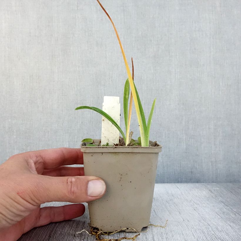 Esemplare di Hemerocallis Green Flutter - Emerocallide Vasetto da 8/9 cm come consegnato in autunno