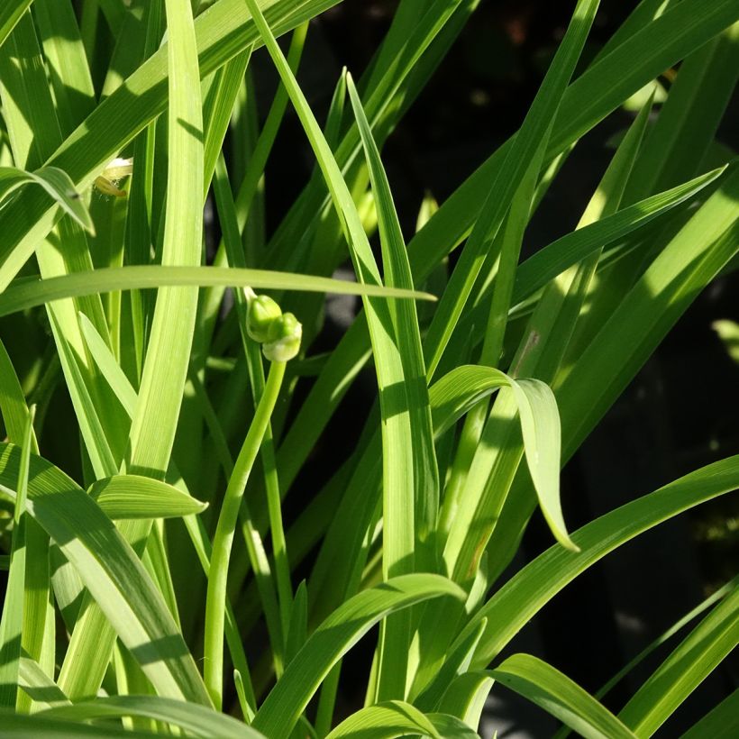 Hemerocallis Happy Returns - Emerocallide (Fogliame)