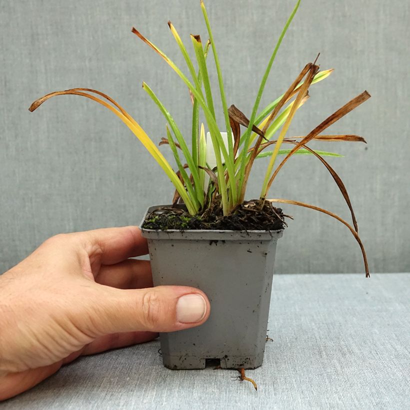 Esemplare di Hemerocallis Happy Returns - Emerocallide Vasetto da 8/9 cm come consegnato in autunno