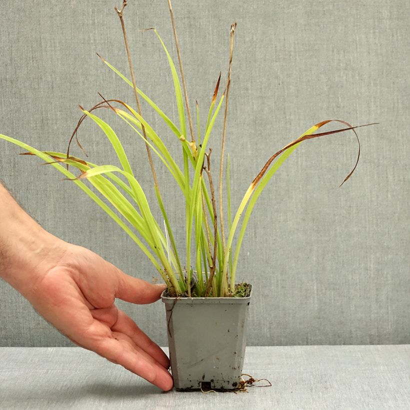 Esemplare di Hemerocallis Happy Returns - Emerocallide Vasetto da 8/9 cm consegnato in estate