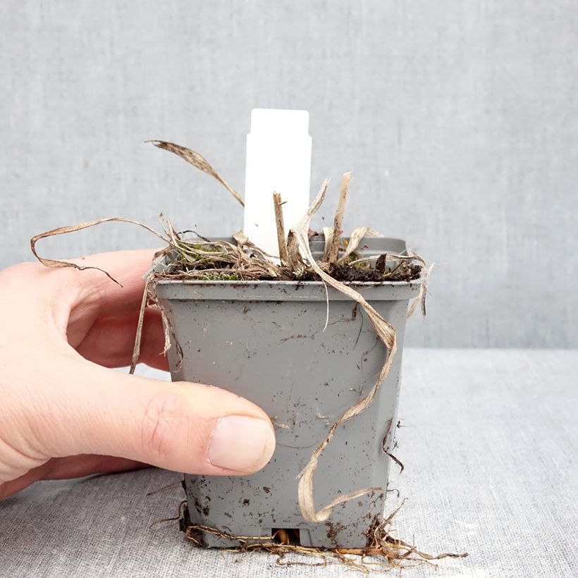 Hemerocallis Happy Returns - Emerocallide Vasetto da 8/9 cm esemplare consegnato in inverno