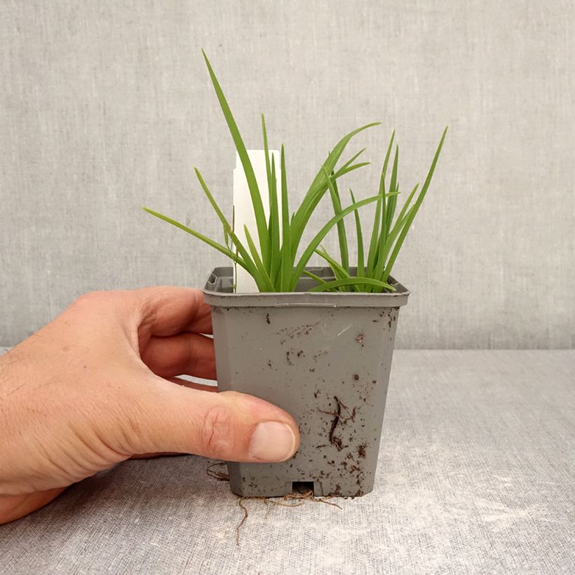 Hemerocallis Happy Returns - Emerocallide Vasetto da 8/9 cm esemplare consegnato in primavera