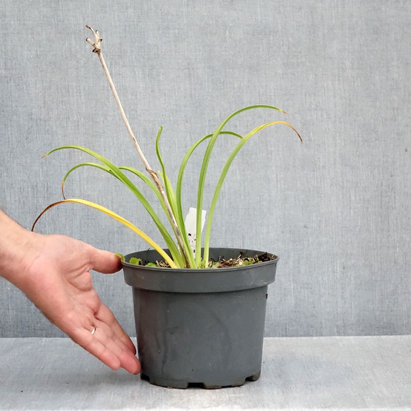 Esemplare di Hemerocallis Happy Returns - Emerocallide Vaso da 2L/3L come consegnato in autunno