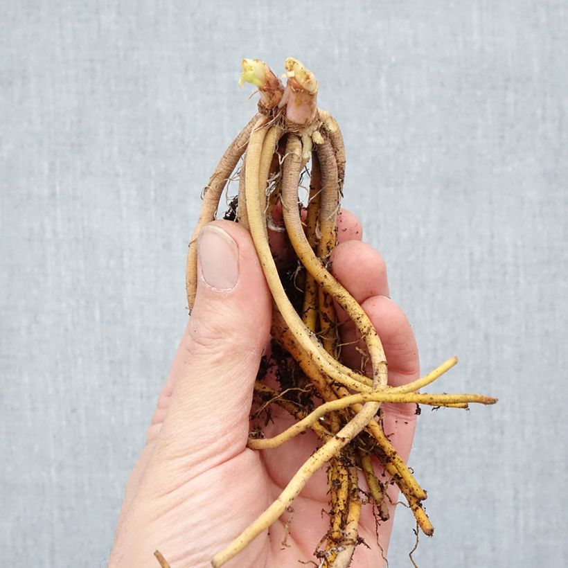 Hemerocallis Happy Returns - Emerocallide Piante piccole a radice nuda esemplare consegnato in inverno