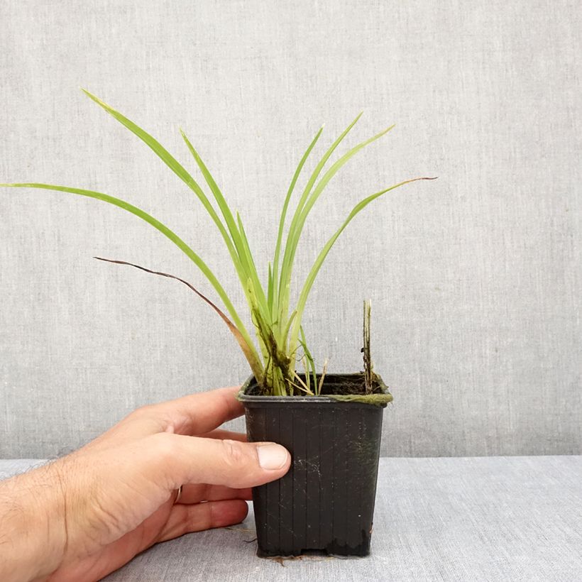 Esemplare di Hemerocallis Hot Wheels - Emerocallide Vasetto da 8/9 cm come consegnato in autunno