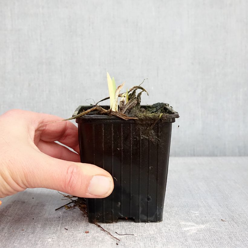 Hemerocallis Hot Wheels - Emerocallide Vasetto da 8/9 cm esemplare consegnato in inverno