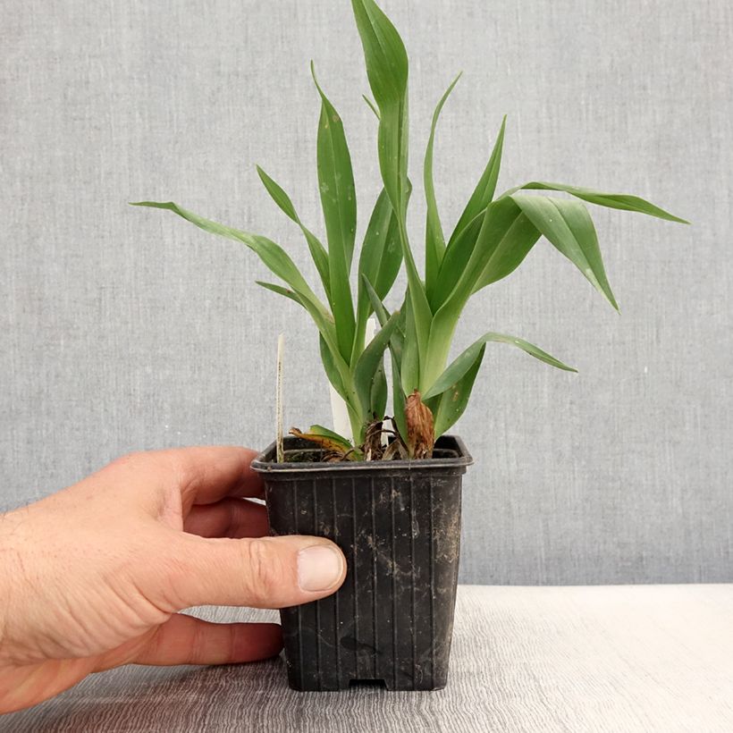 Hemerocallis Hot Wheels - Emerocallide Vasetto da 8/9 cm esemplare consegnato in primavera