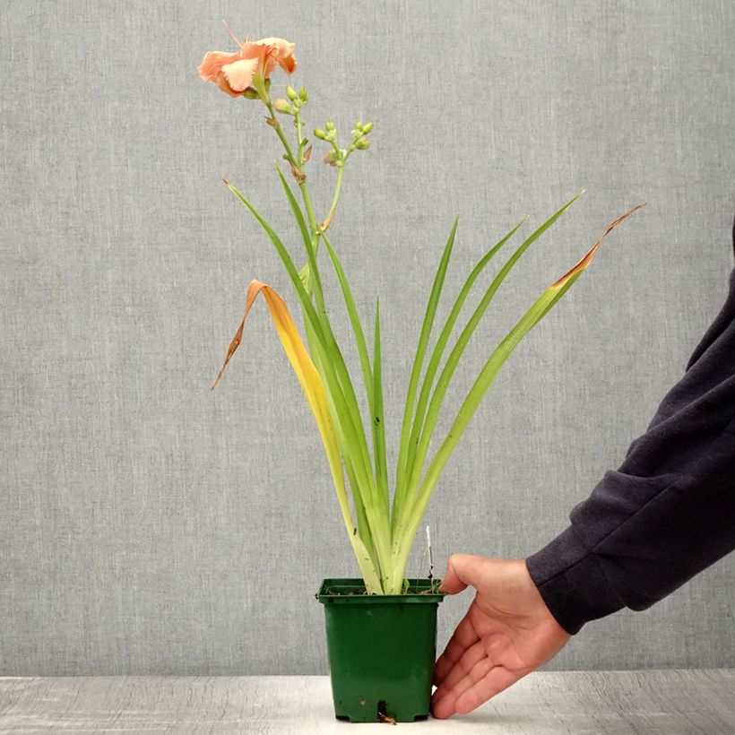 Esemplare di Hemerocallis Janice Brown - Emerocallide Vaso da 1L/1,5L consegnato in estate