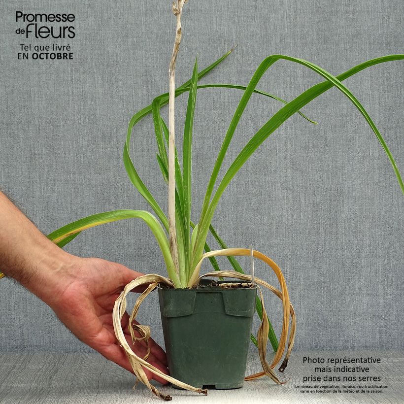 Esemplare di Hemerocallis Jolly Hearts - Emerocallide Vasetto da 8/9 cm come consegnato in autunno