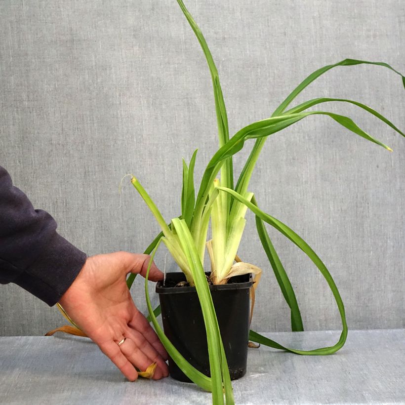 Esemplare di Hemerocallis Lacy Doily - Emerocallide Vaso da 1L/1,5L come consegnato in autunno