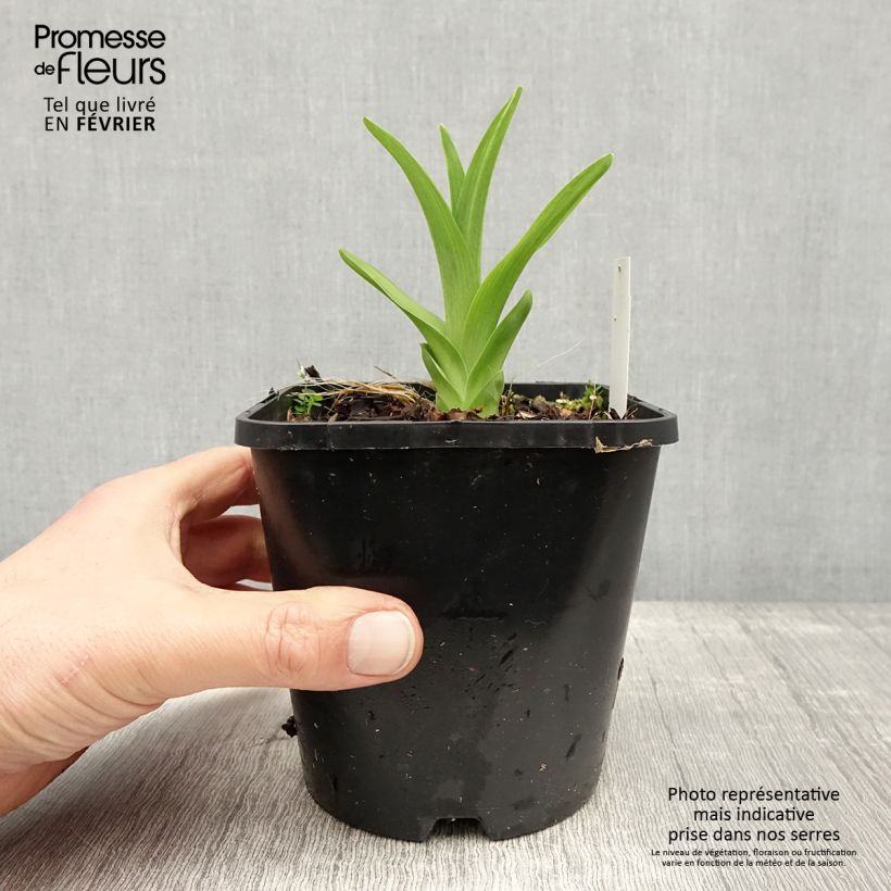 Hemerocallis Lacy Doily - Emerocallide Vaso da 1L/1,5L esemplare consegnato in inverno