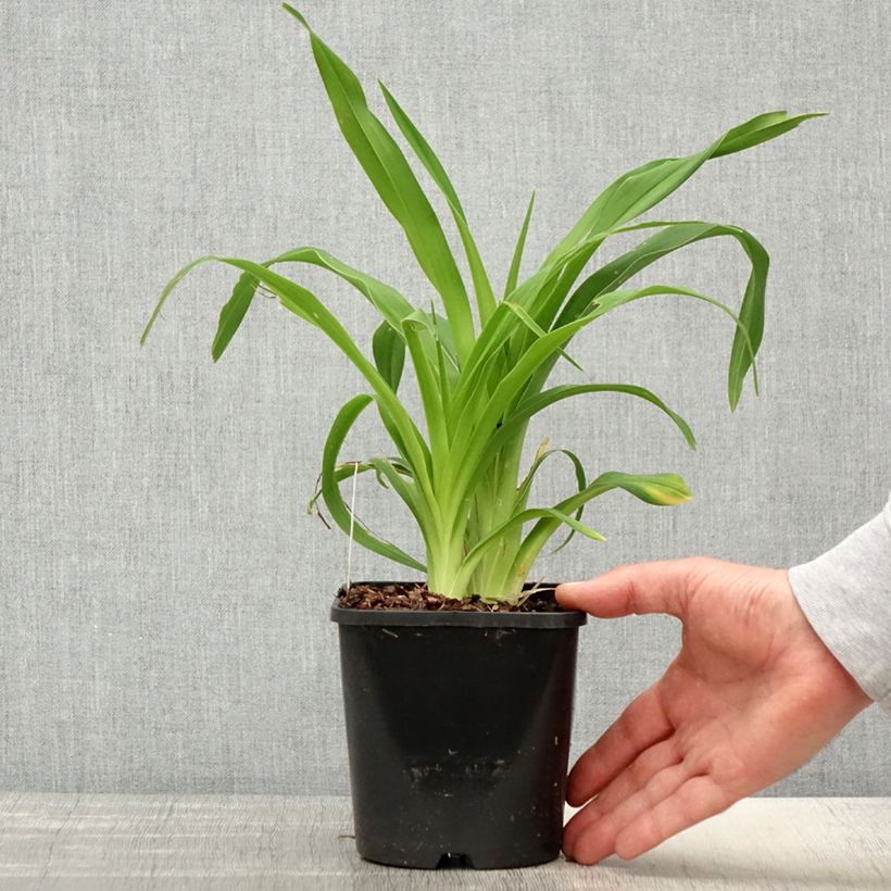 Hemerocallis Lacy Doily - Emerocallide Vaso da 1L/1,5L esemplare consegnato in primavera