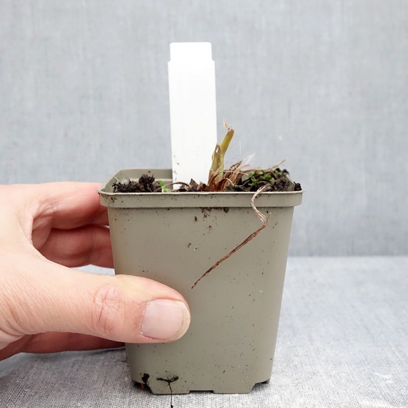 Hemerocallis Lucretius - Emerocallide Vasetto da 8/9 cm esemplare consegnato in inverno