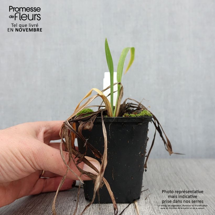 Esemplare di Hemerocallis Lullaby Baby - Emerocallide Vasetto da 8/9 cm come consegnato in autunno