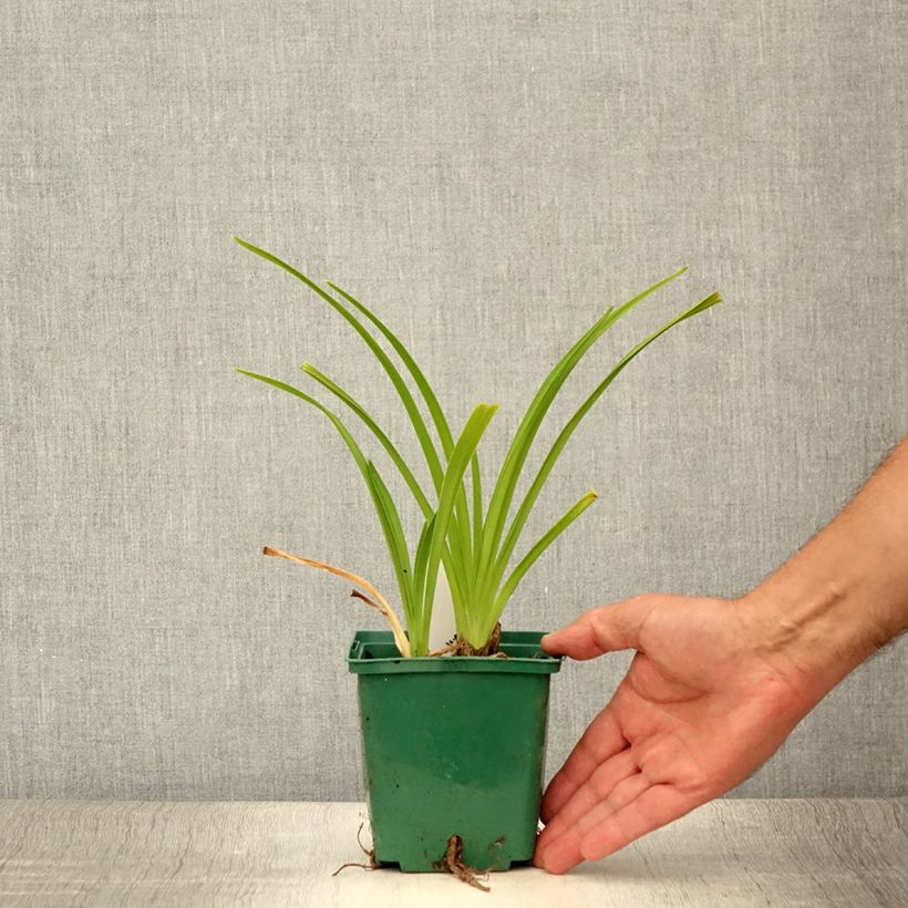 Esemplare di Hemerocallis Lullaby Baby - Emerocallide Vasetto da 8/9 cm consegnato in estate