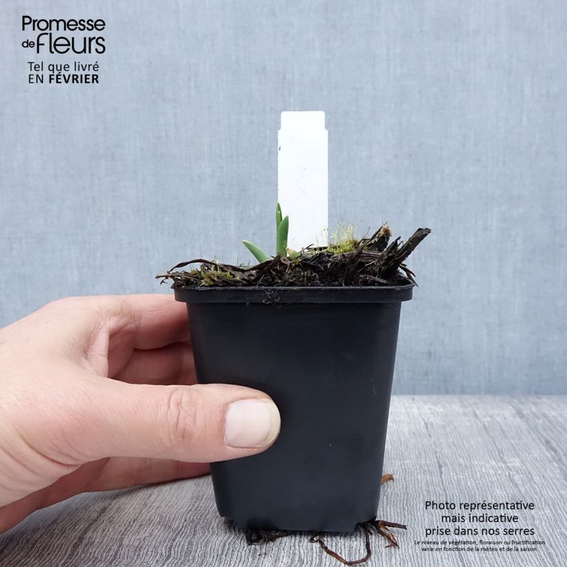 Hemerocallis Lullaby Baby - Emerocallide Vasetto da 8/9 cm esemplare consegnato in inverno