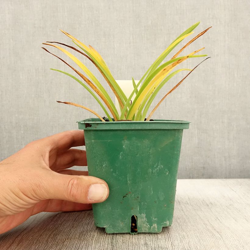 Esemplare di Hemerocallis Luxury Lace - Emerocallide Vaso da 1L/1,5L come consegnato in autunno