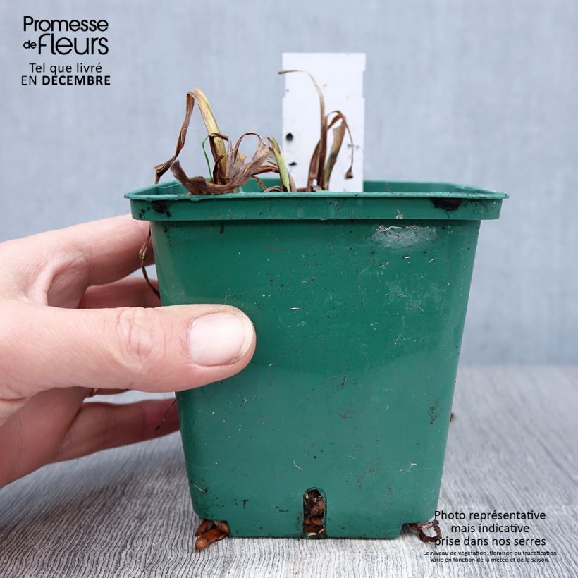 Hemerocallis Luxury Lace - Emerocallide Vaso da 1L/1,5L esemplare consegnato in inverno