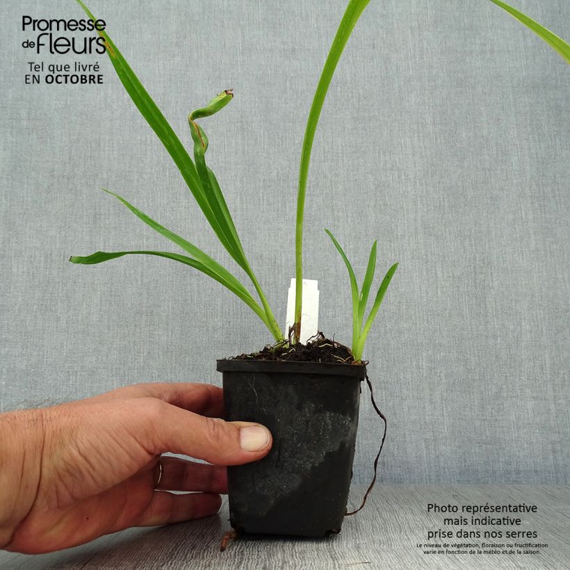 Esemplare di Hemerocallis Margaret Perry - Emerocallide Vasetto da 8/9 cm come consegnato in autunno
