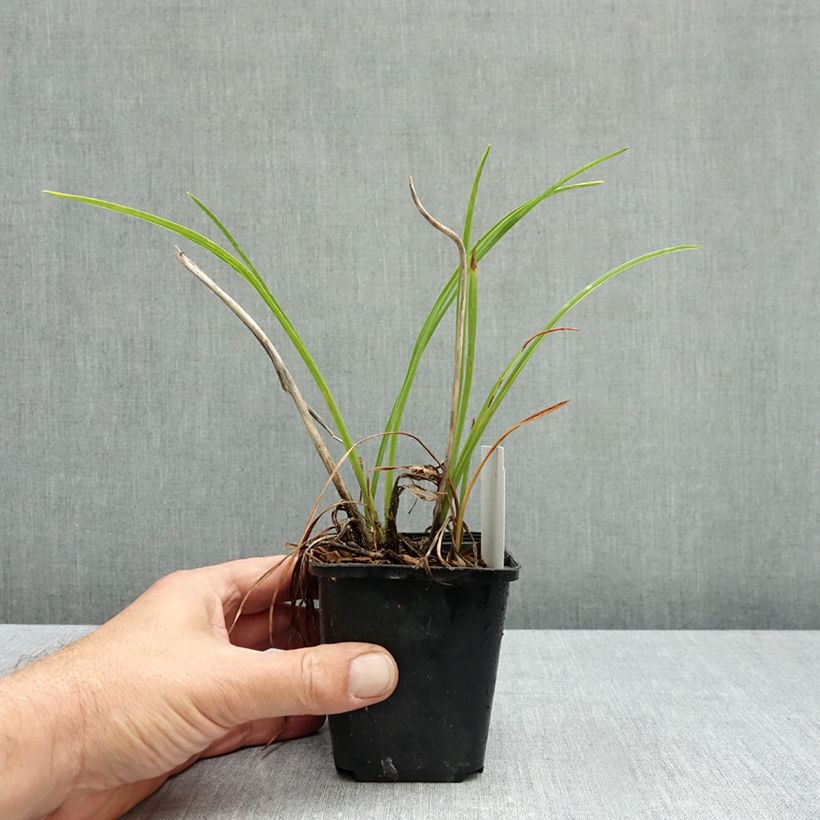 Esemplare di Hemerocallis Mauna Loa - Emerocallide Vasetto da 8/9 cm come consegnato in autunno