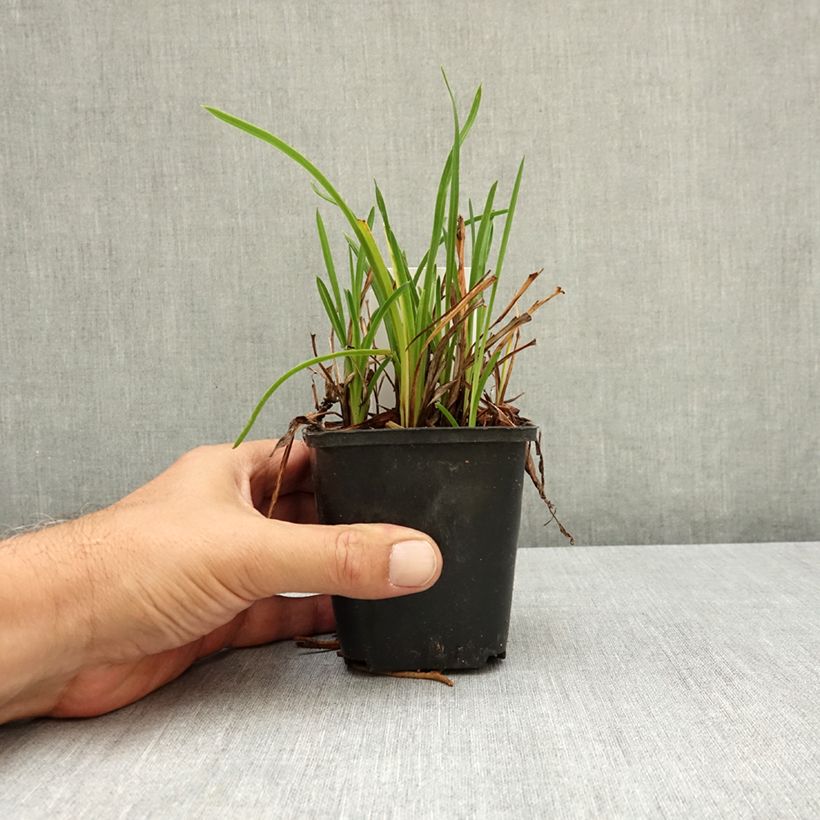 Esemplare di Hemerocallis Mauna Loa - Emerocallide Vasetto da 8/9 cm consegnato in estate