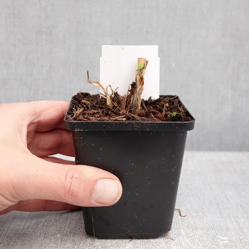 Hemerocallis Mauna Loa - Emerocallide Vasetto da 8/9 cm esemplare consegnato in inverno