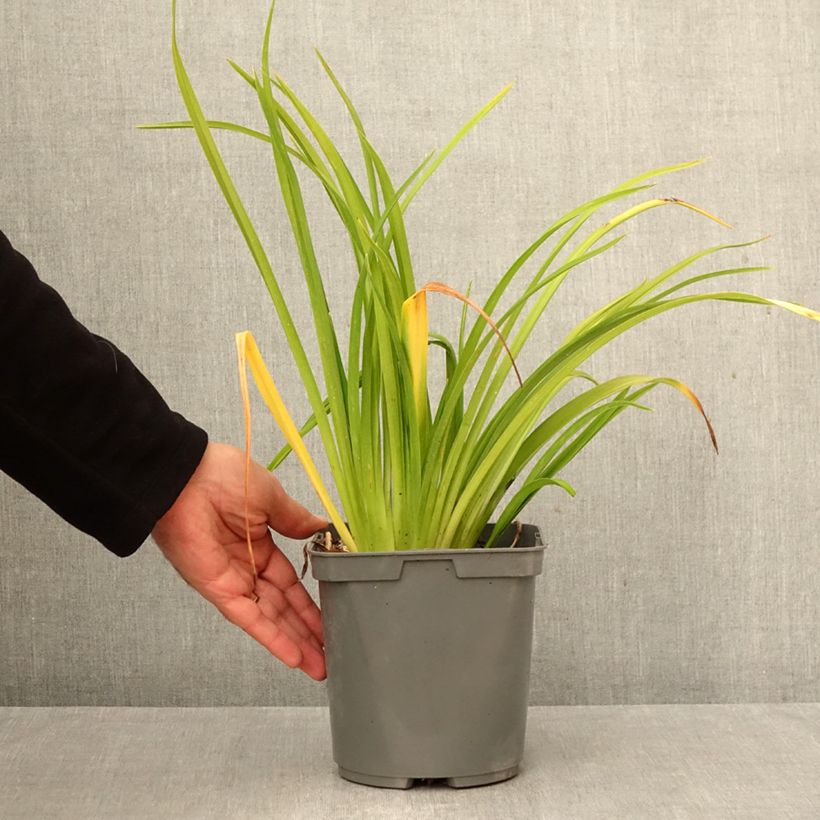 Esemplare di Hemerocallis Mauna Loa - Emerocallide Vaso da 2L/3L come consegnato in autunno