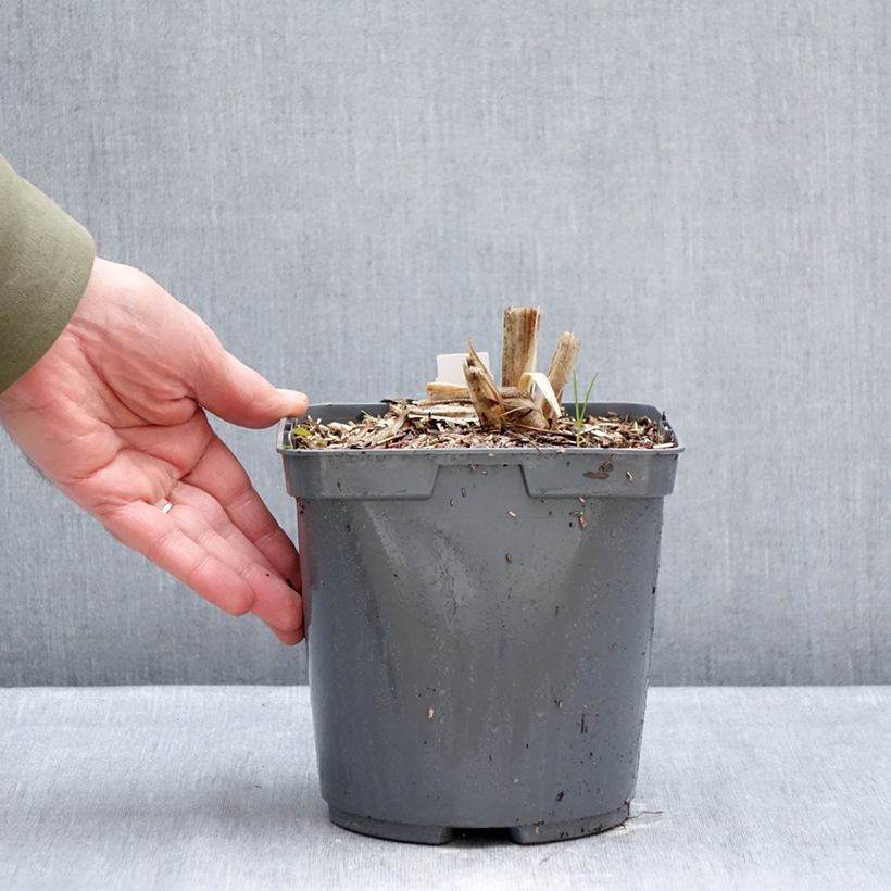 Hemerocallis Mauna Loa - Emerocallide Vaso da 2L/3L esemplare consegnato in inverno