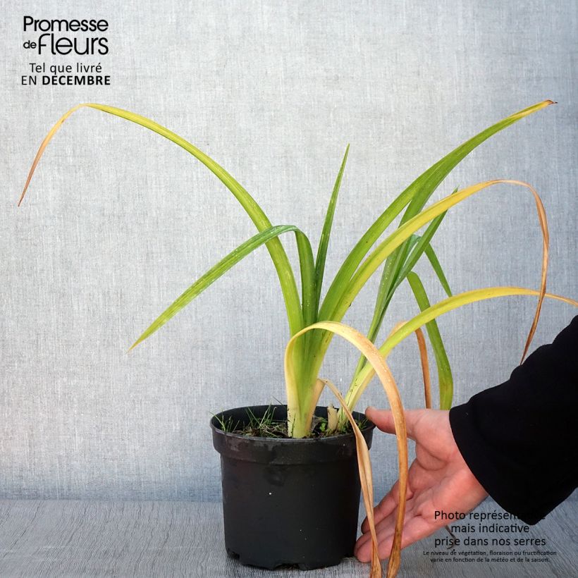 Esemplare di Hemerocallis Mildred Mitchell - Emerocallide Vaso da 2L/3L come consegnato in autunno