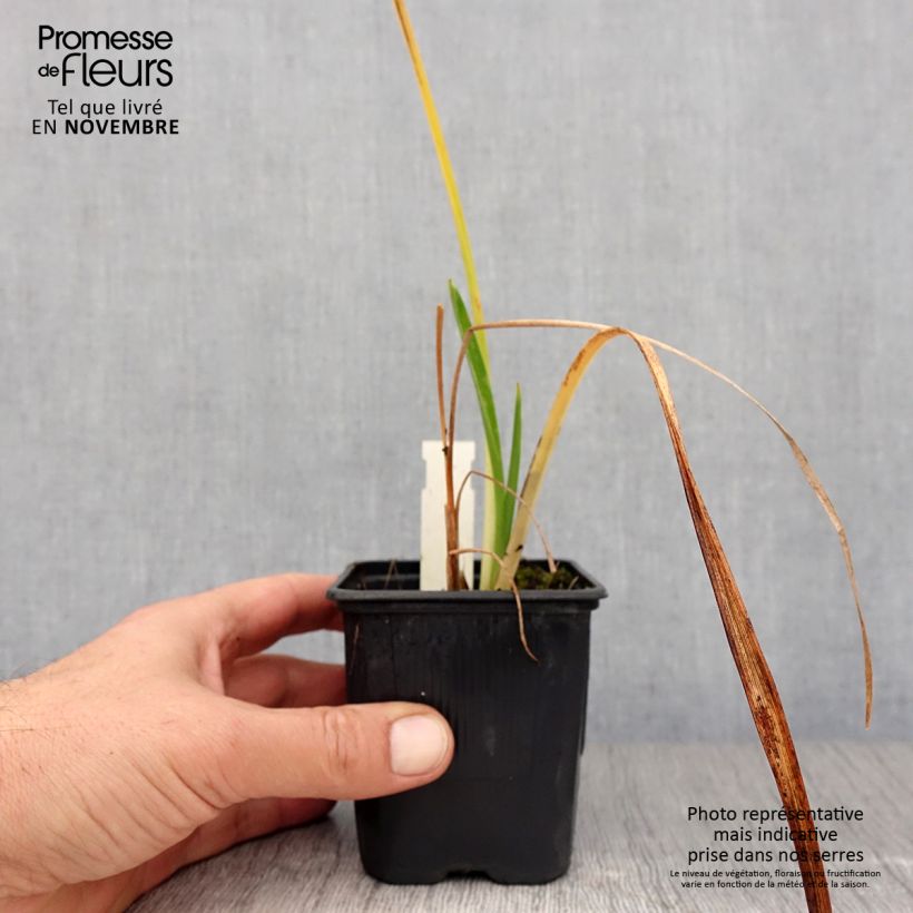 Esemplare di Hemerocallis Mildred Mitchell - Emerocallide Vasetto da 8/9 cm come consegnato in autunno