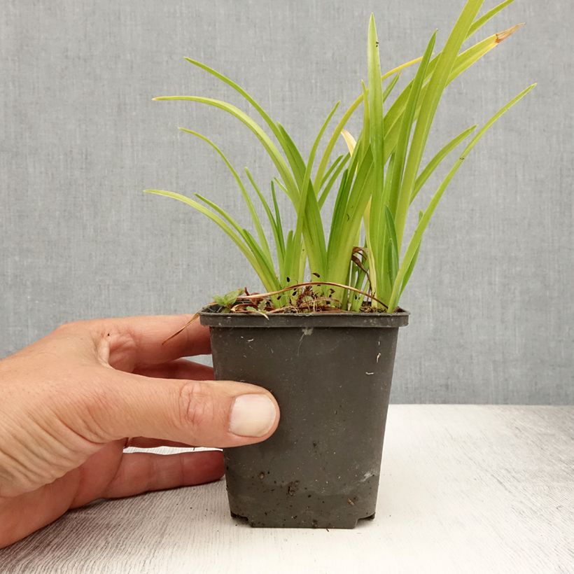 Esemplare di Hemerocallis Mini Pearl - Emerocallide Vasetto da 8/9 cm consegnato in estate