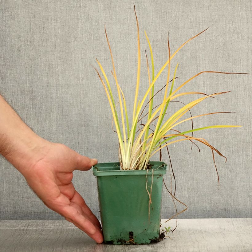 Esemplare di Hemerocallis Mini stella - Emerocallide Vaso da 1L/1,5L come consegnato in autunno