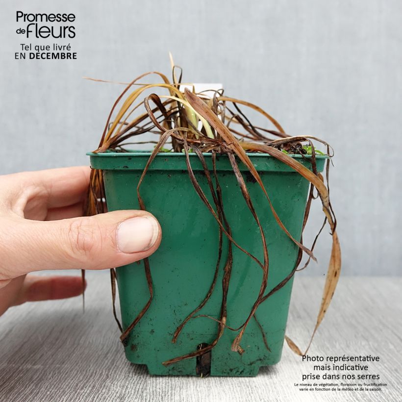 Hemerocallis Mini stella - Emerocallide Vaso da 1L/1,5L esemplare consegnato in inverno