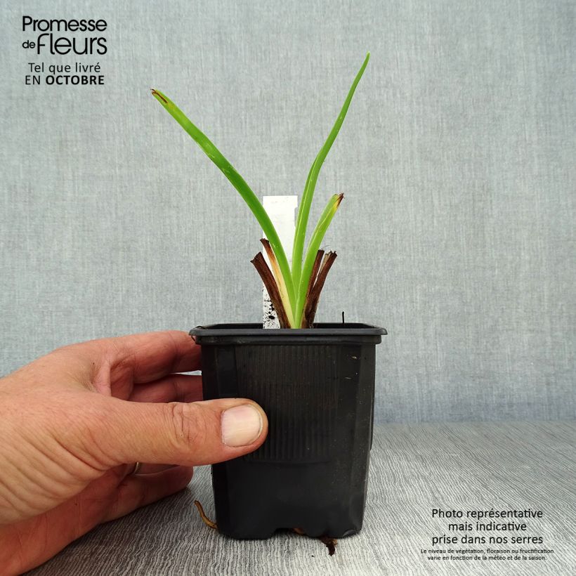Esemplare di Hemerocallis Moonlight Masquerade - Emerocallide Vasetto da 8/9 cm come consegnato in autunno
