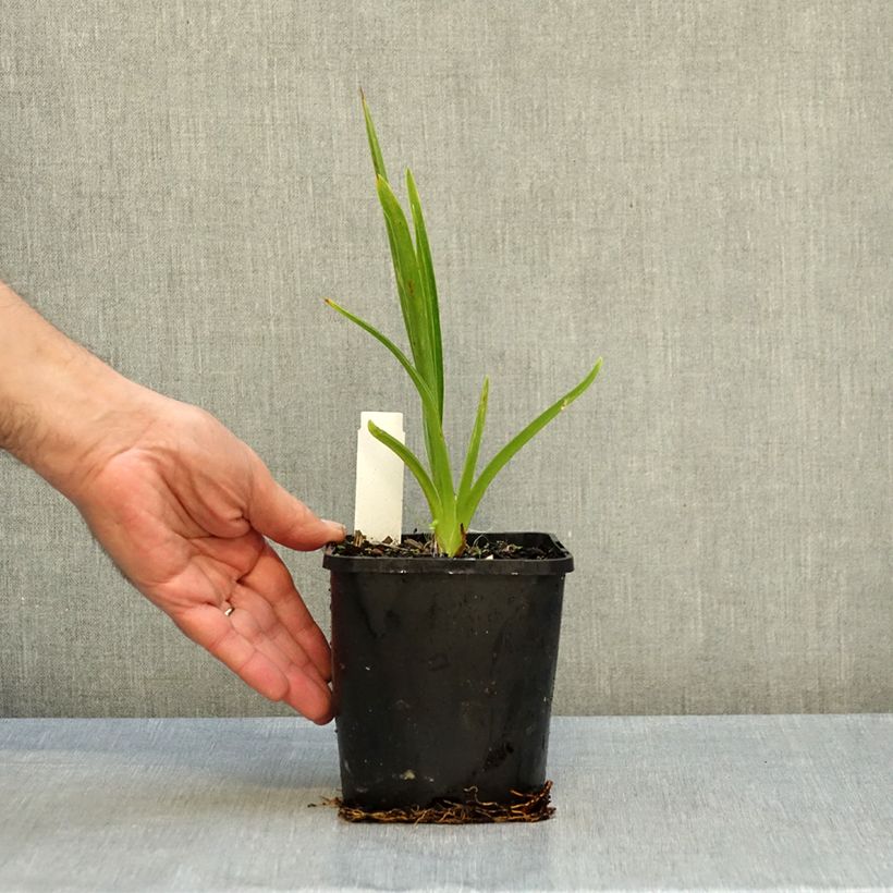 Esemplare di Hemerocallis Moonlight Masquerade - Emerocallide Vaso da 1,5L/2L come consegnato in autunno