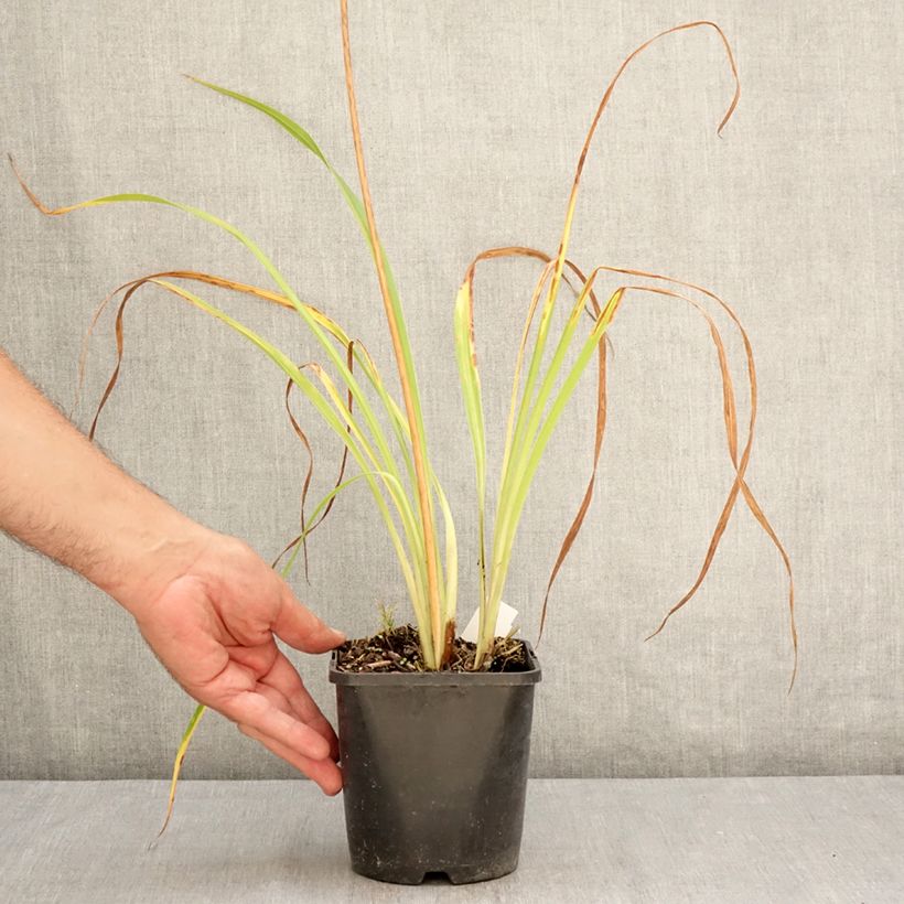 Esemplare di Hemerocallis Moonlight Masquerade - Emerocallide Vaso da 1,5L/2L consegnato in estate