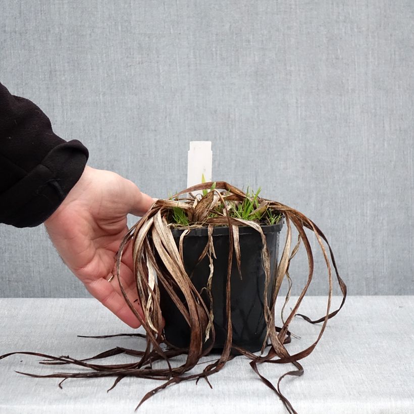 Hemerocallis Moonlight Masquerade - Emerocallide Vaso da 1,5L/2L esemplare consegnato in inverno