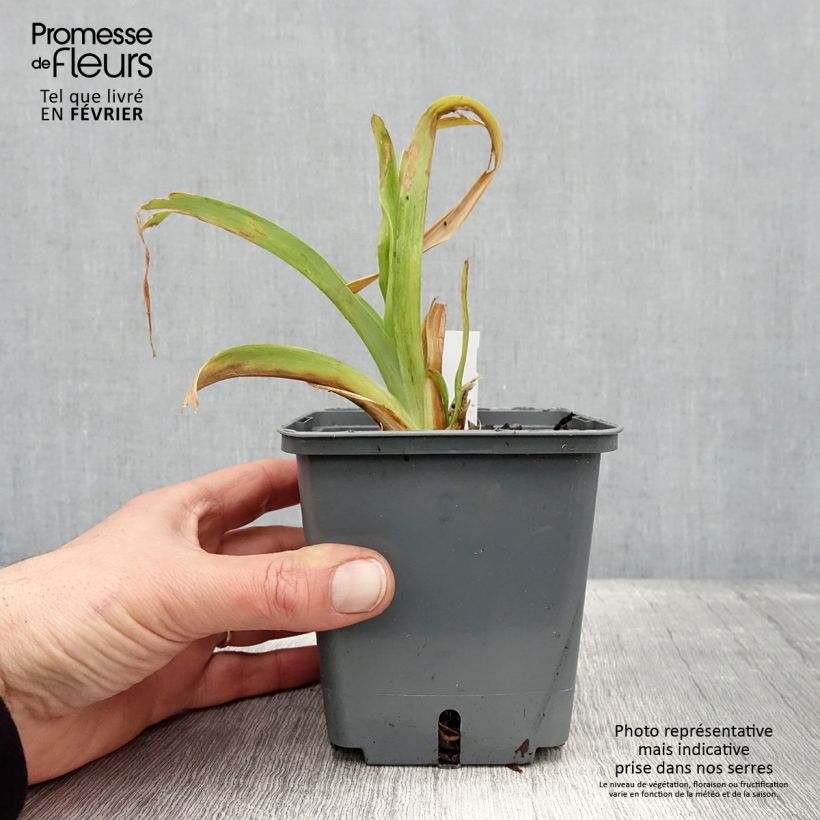 Hemerocallis Nagasaki - Emerocallide Vaso da 1L/1,5L esemplare consegnato in inverno