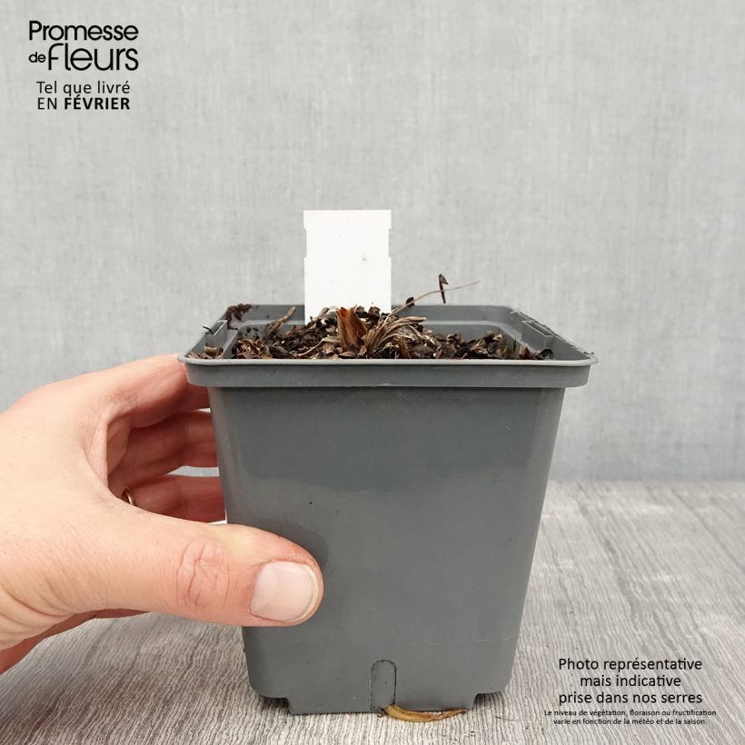 Hemerocallis Nature's Crown - Emerocallide Vaso da 1L/1,5L esemplare consegnato in inverno