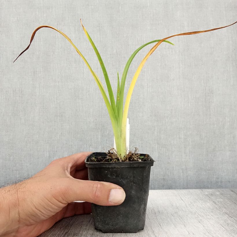 Esemplare di Hemerocallis Olive Bailey Langdon - Emerocallide Vasetto da 8/9 cm come consegnato in autunno