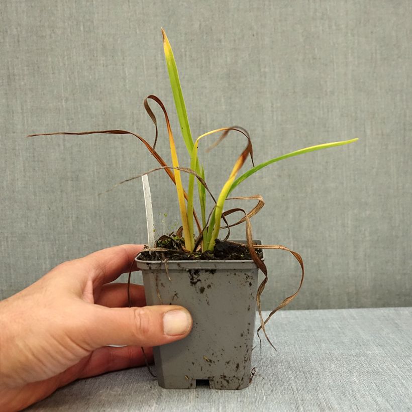 Esemplare di Hemerocallis On and On - Emerocallide Vasetto da 8/9 cm come consegnato in autunno