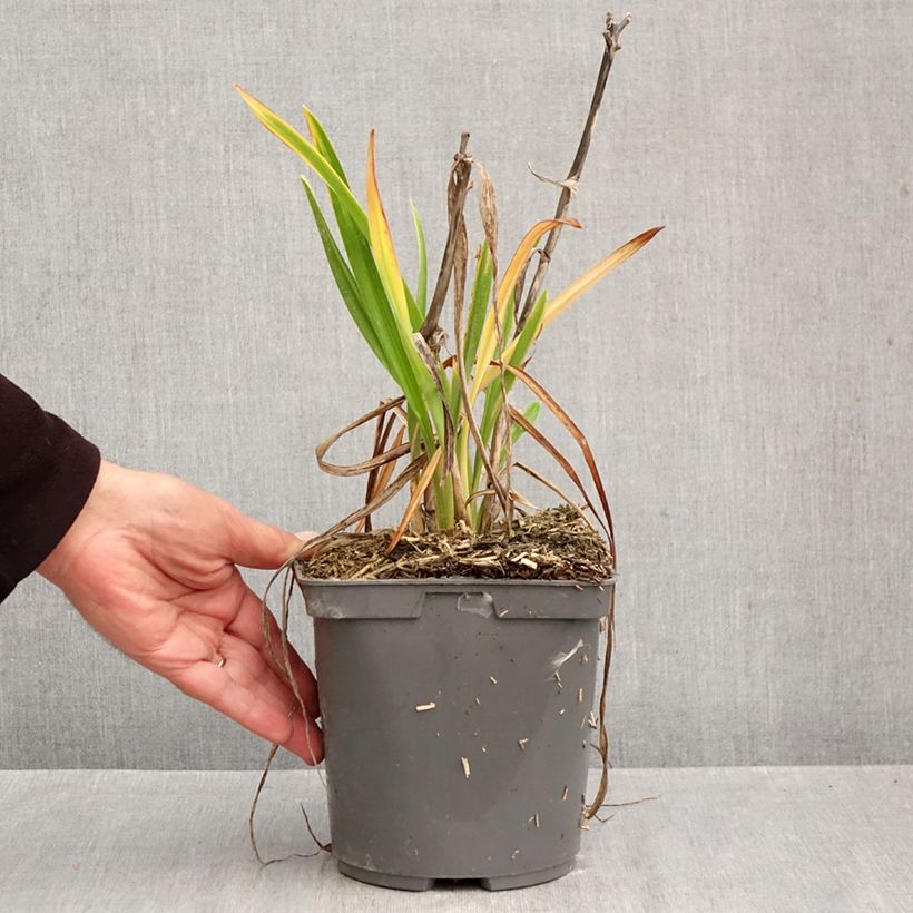 Esemplare di Hemerocallis On and On - Emerocallide Vaso da 2L/3L come consegnato in autunno