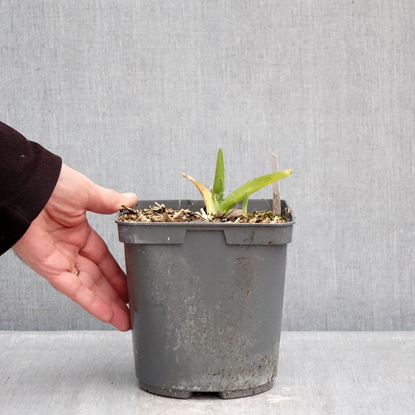 Hemerocallis On and On - Emerocallide Vaso da 2L/3L esemplare consegnato in inverno