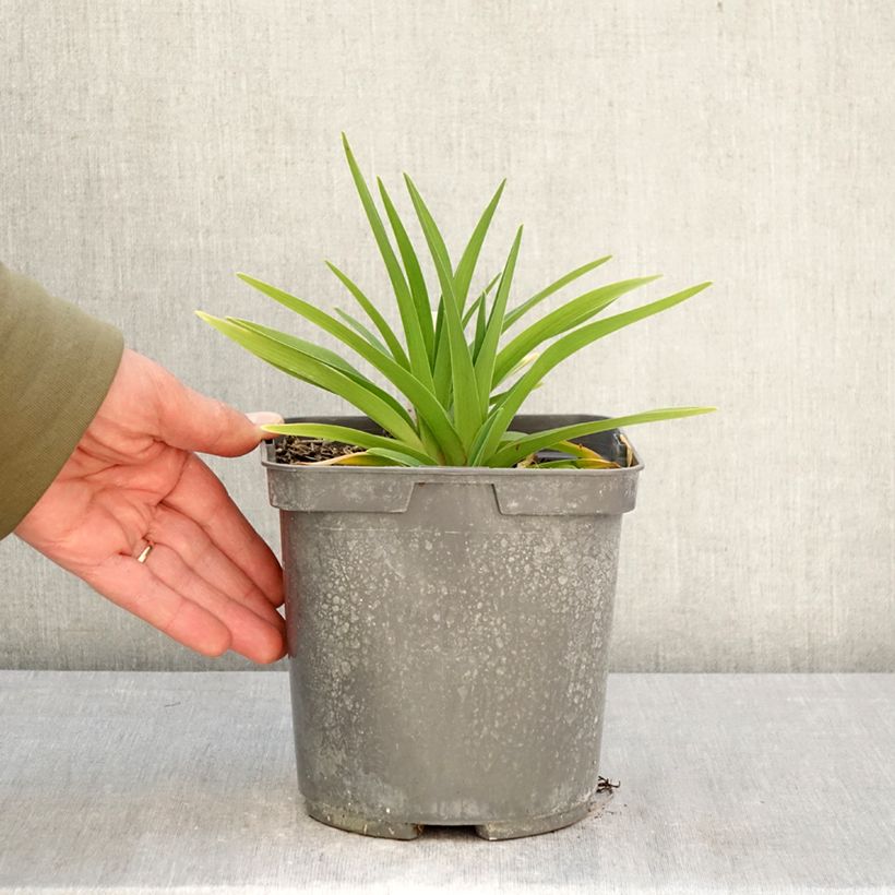 Hemerocallis On and On - Emerocallide Vaso da 2L/3L esemplare consegnato in primavera