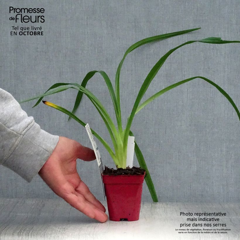 Esemplare di Hemerocallis Orange Prelude - Emerocallide Vasetto da 8/9 cm come consegnato in autunno