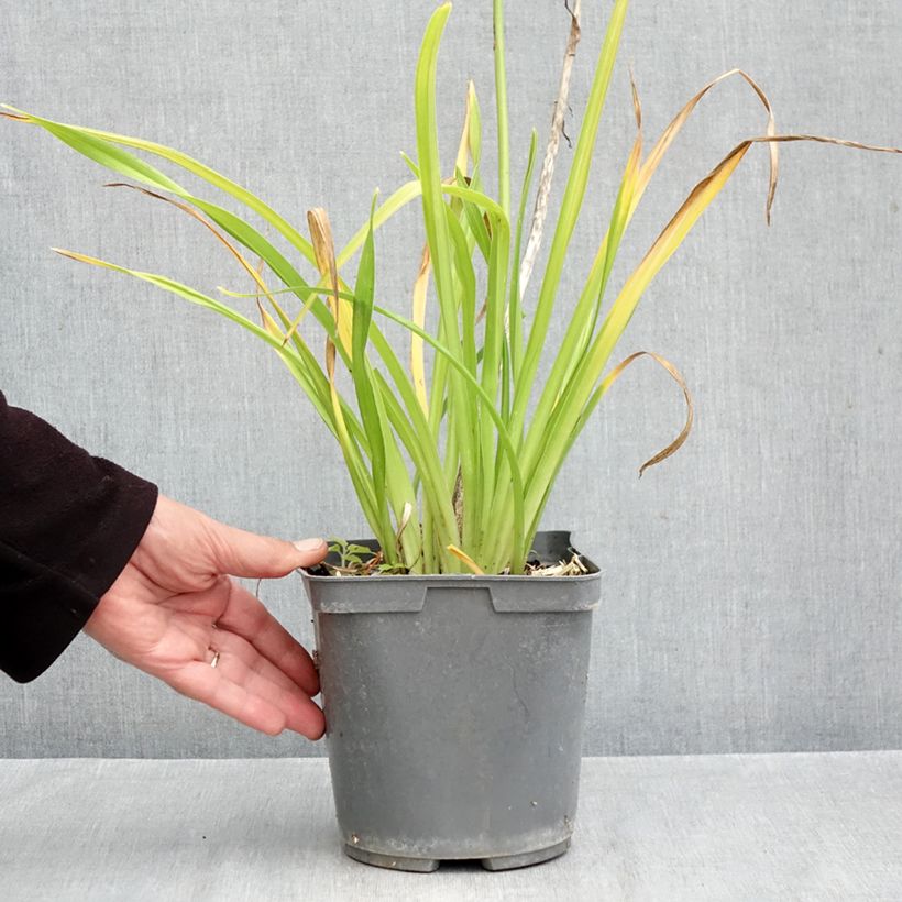 Esemplare di Hemerocallis Gentle Shepherd - Emerocallide Vaso da 2L/3L come consegnato in autunno